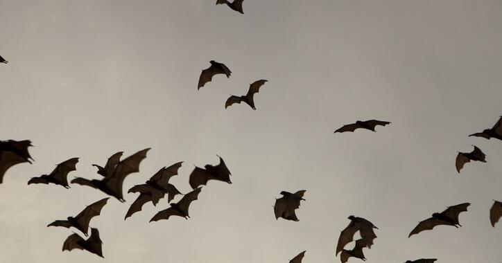 Cornell Panel on Bats Seeks Ways to Prevent Pandemics - Vimarsana News