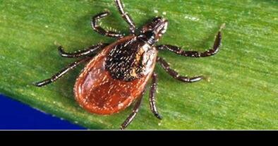 Prevention and Regular Tick Checks Are Key to Preventing Lyme Disease - Vimarsana News