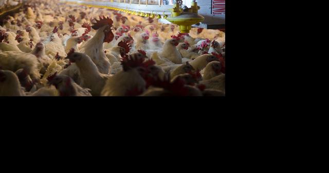 Maryland Court of Appeals Hears Chicken House Ammonia Case | Poultry News - Vimarsana News