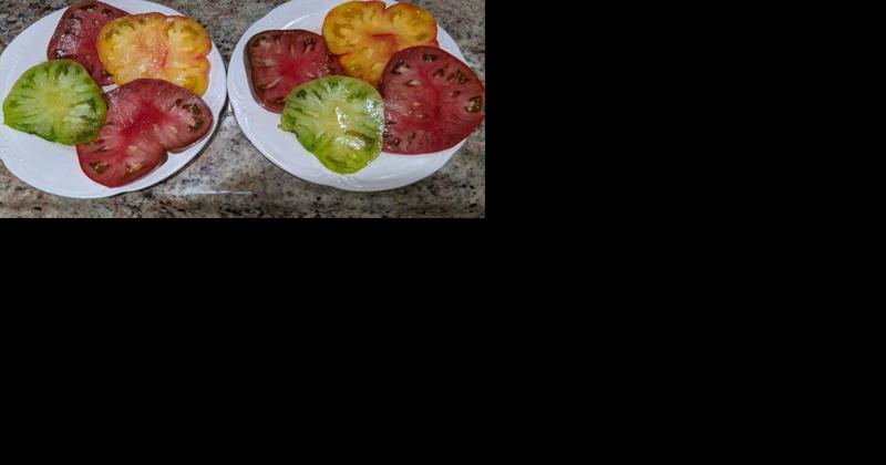 An Heirloom Tomato Expert Talks Tomato History - Vimarsana News