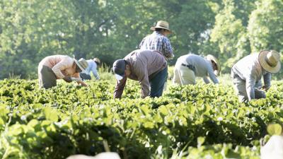 Migrant Workers Picking Strawberries