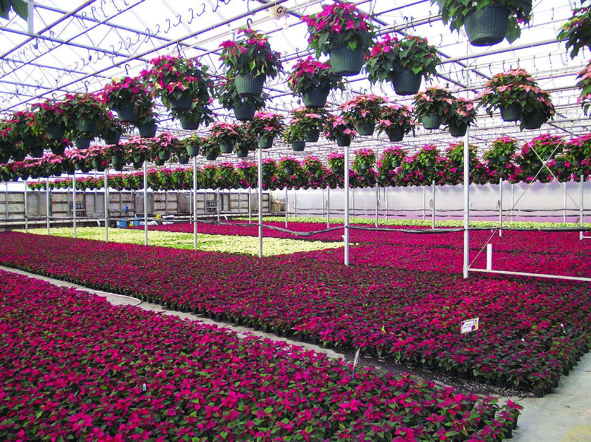 Poinsettias Re Marketing The Christmas Plant Gardening