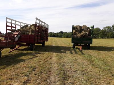 Hay Producers Have Risk Options