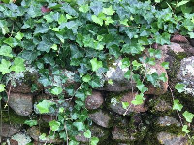 Is English Ivy a Good or Bad Plant? Depends Who You Ask [Opinion] |  Gardening Tips and How-To Garden Guides | lancasterfarming.com