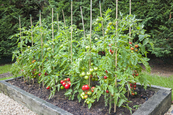 When Tomatoes Grow on a Potato Plant - Laidback Gardener