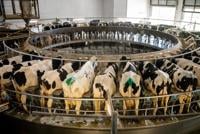 The Pennsylvania Milk Marketing Board responded to Dean Foods' letter