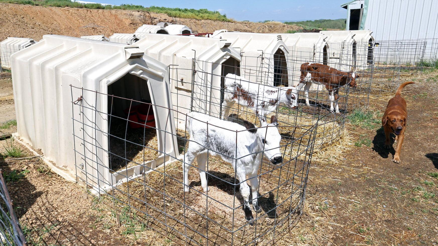 Dairy Cow Welfare Debate Intensifies as Veterinarians Back Calf Pen Limits — image 2