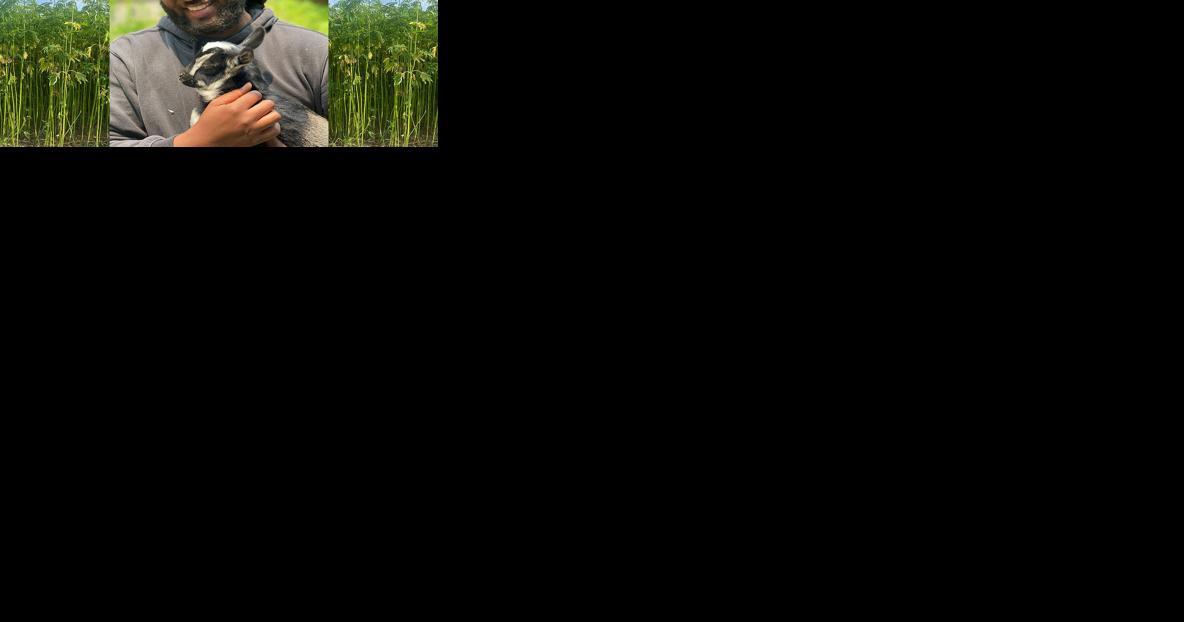 Connecticut's First Fiber Hemp | Hemp Industry News - Vimarsana News