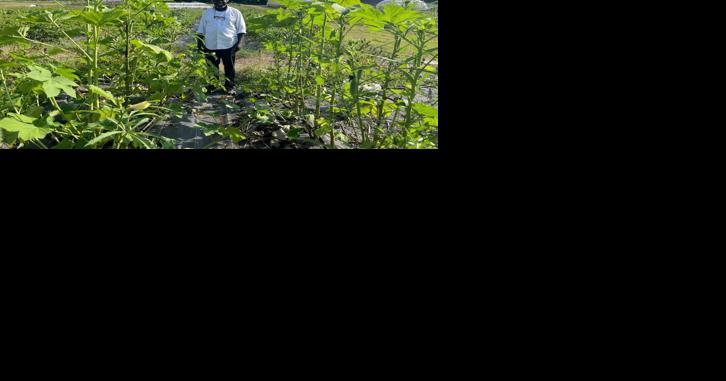 Cameroonian Urban Farmer Finds Success Growing Specialty Crops Popular with West African Immigrants - Vimarsana News
