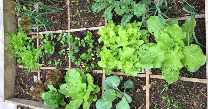 Square Foot Gardening: Small Space, High Yields | Gardening Tips and ...