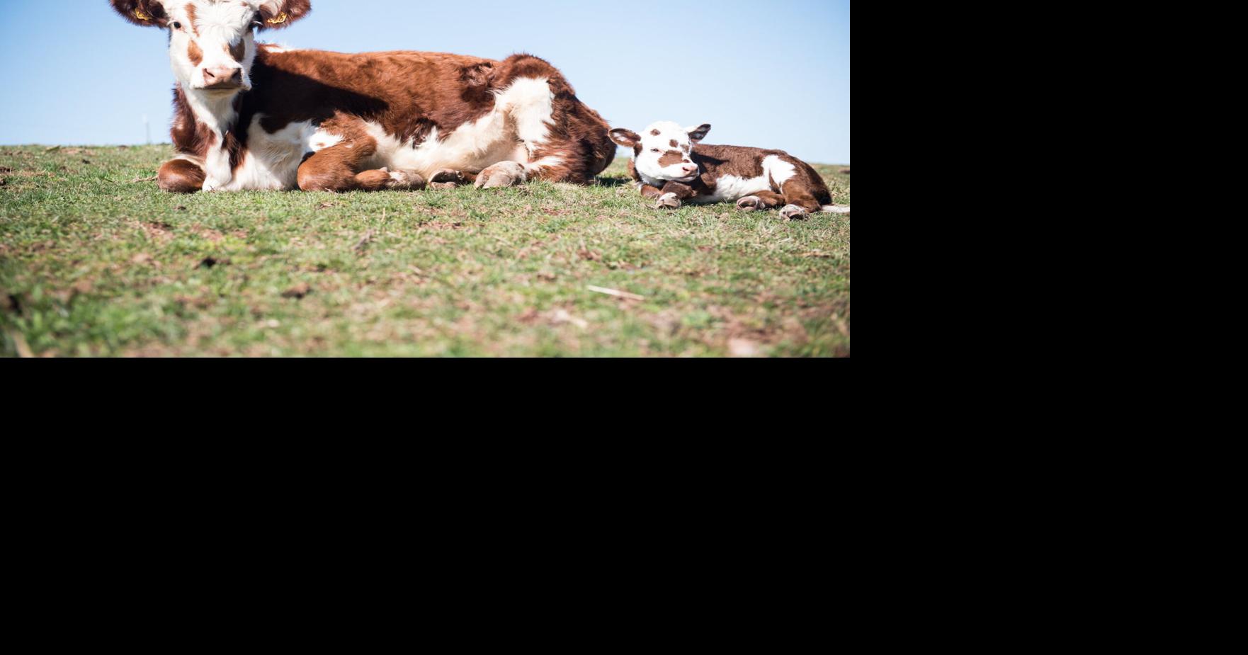 Virginia Leads Effort for Cow/Calf Council on National Cattlemen’s Beef ...