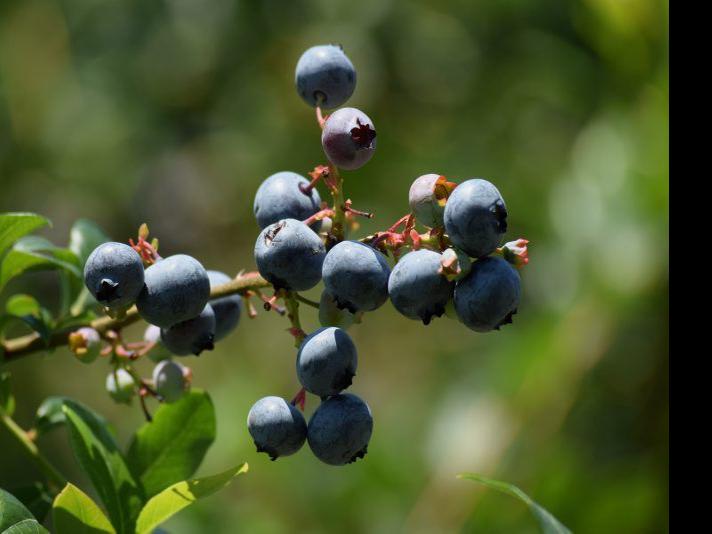 Starting Right a Must for Blueberries News and Education on Growing
