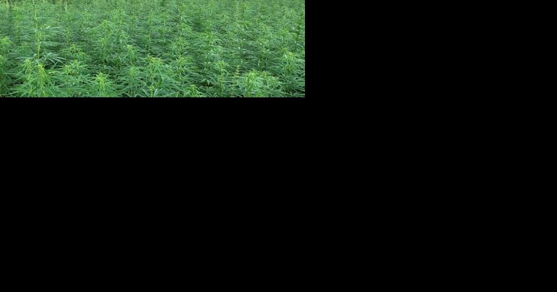 Resources for Hemp Growers and Marketers - Vimarsana News