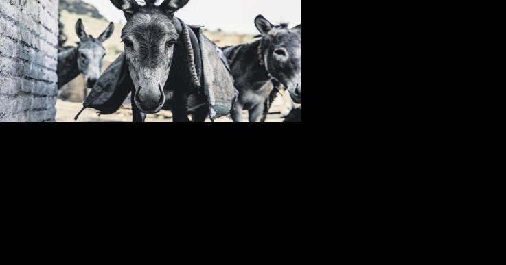 Trendy Food Ejiao Endangering Donkey Populations Worldwide - Vimarsana News