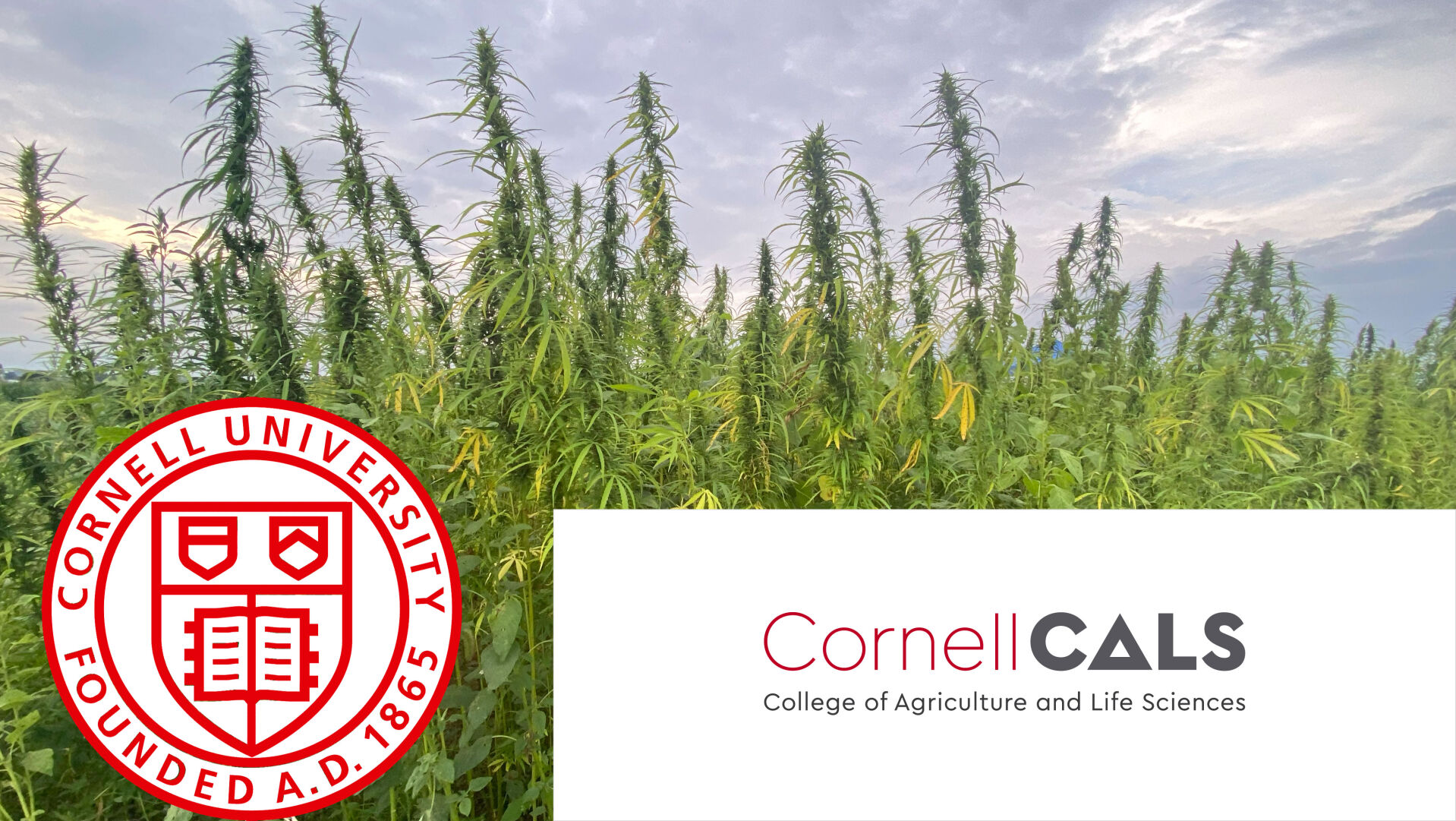 Getting A Master’s Degree In Hemp From Cornell University | Hemp ...