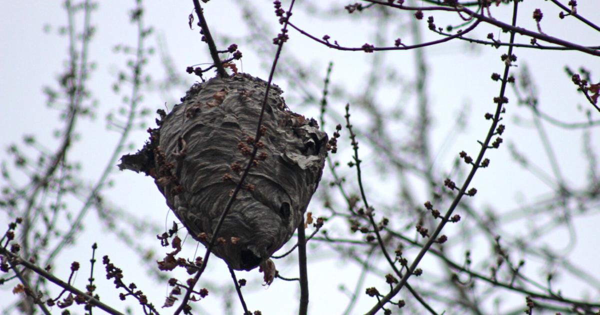 Spring Bug Safety Play Safe This Spring: Bug Bite and Sting Prevention for Kids | Farm ...