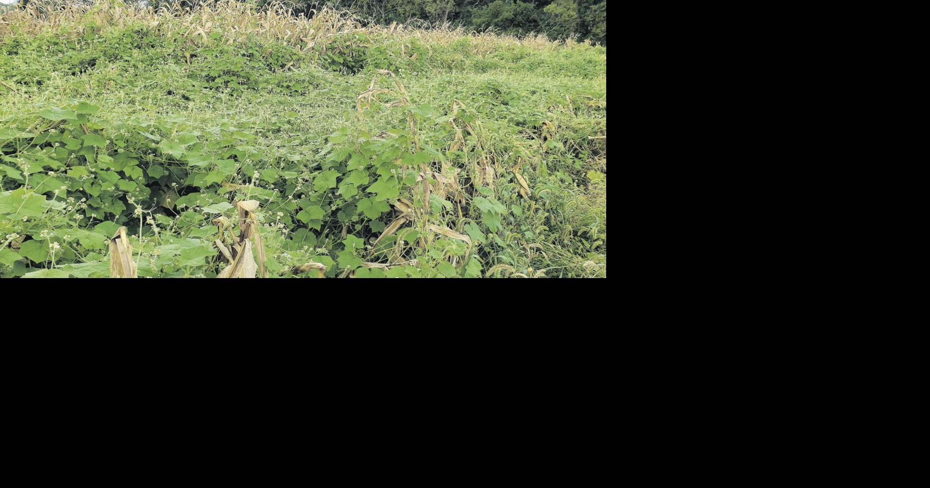 Field Scouting Tips for Harvest to Set Up Success for Next Year | Field ...