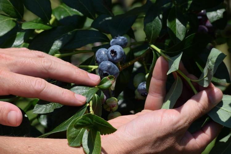 Blueberries in High Demand on Delaware Farm News