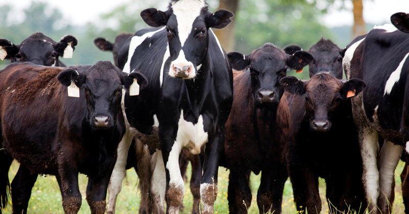 USDA Animal-Raising Claims Must Go Further [Opinion] - Vimarsana News