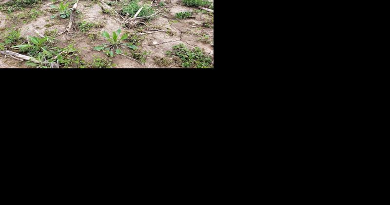 What to Do If You Can't Get Glyphosate | Main Edition - Vimarsana News