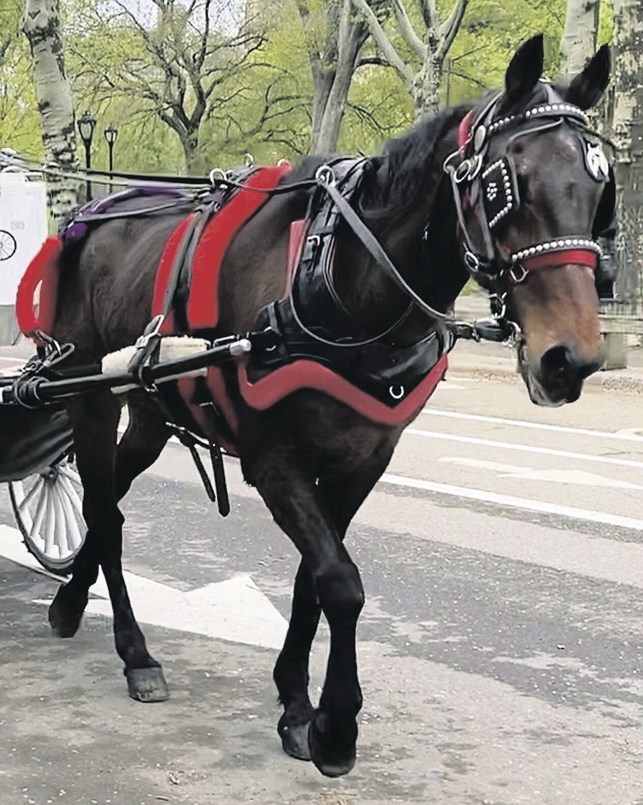 Chicago to ban horse-drawn carriages from 2021