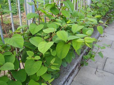 The Plant That’s Eating New Hampshire: Japanese Knotweed
