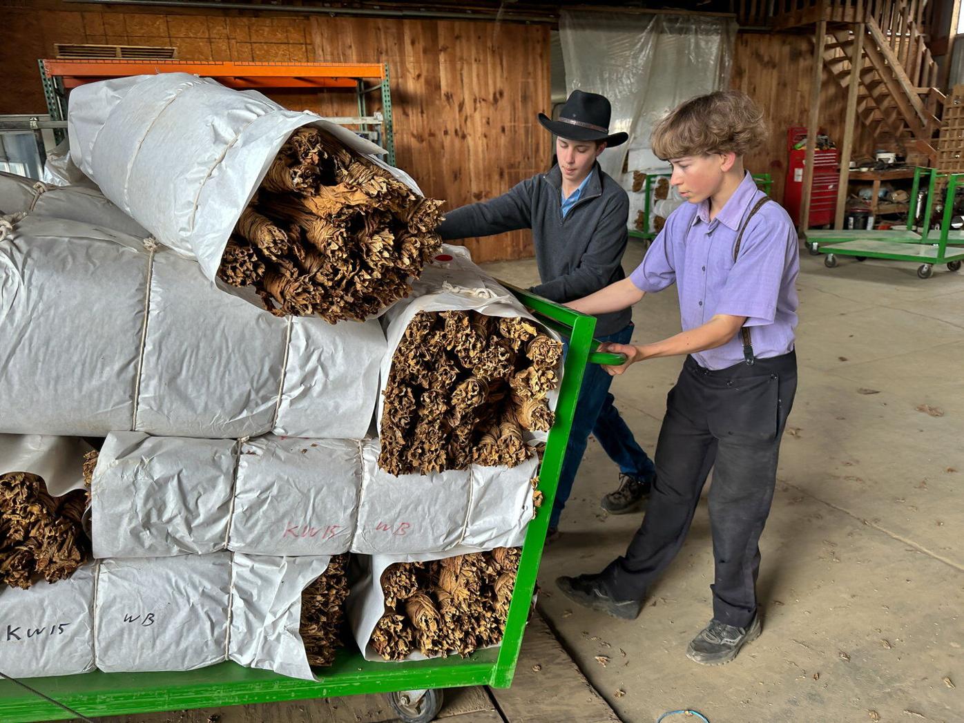 jalapa nicaragua tobacco Buy VegaFina Nicaragua Jalapa Short Titan Limited Edition Cigars Online at  the Best Price