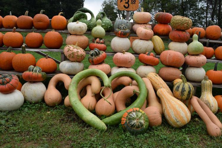 Pumpkins Grow Business for Chester County Couple Farming and