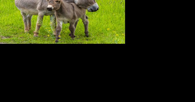 It's The Year of the Donkey: Brooke USA Foundation's Campaign to Transform Donkey Welfare | Horse News and Equine Events - Vimarsana News