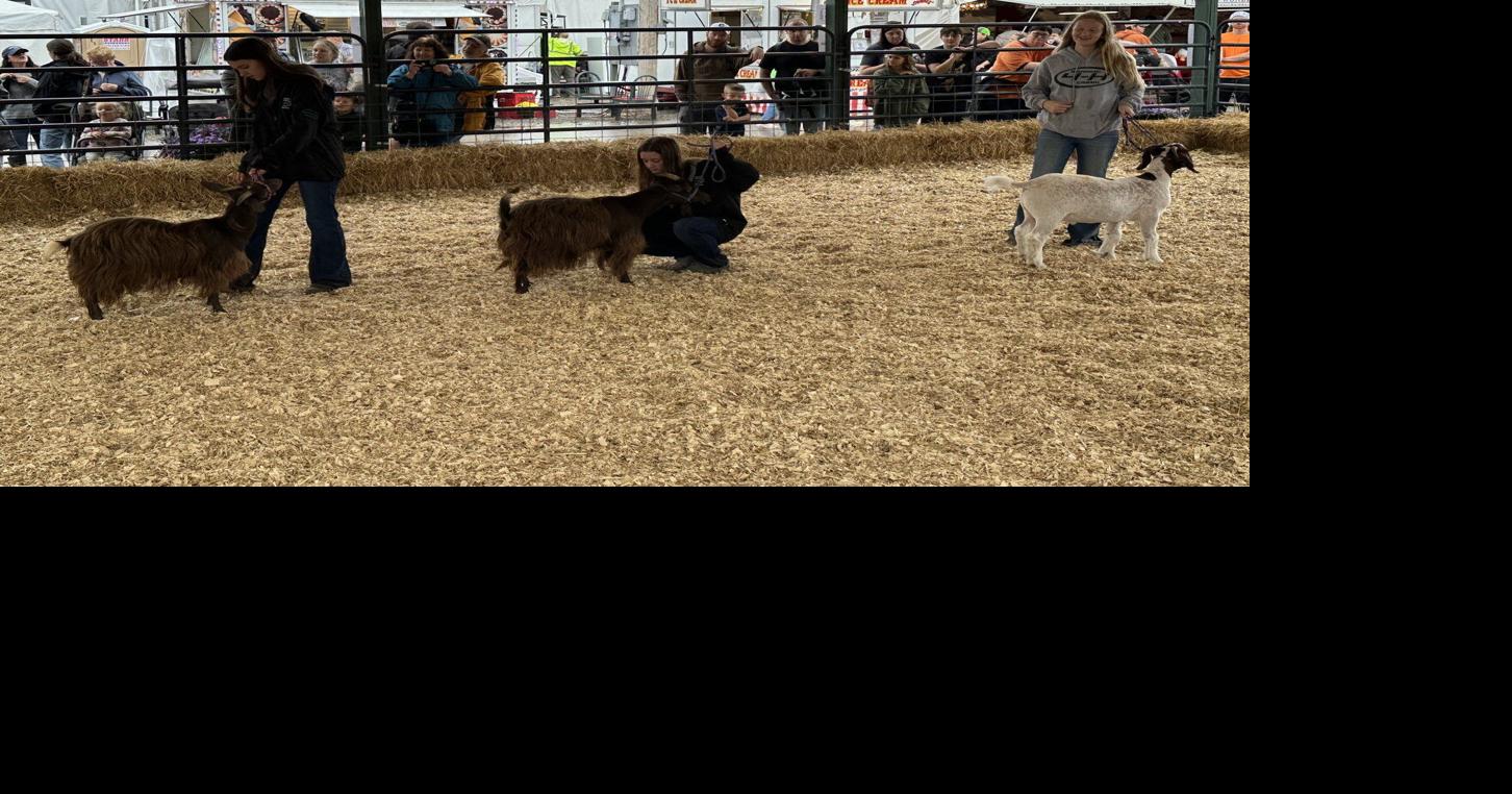 Boer and Fainting Goats Spotlighted at 2024 Bloomsburg Fair Farm