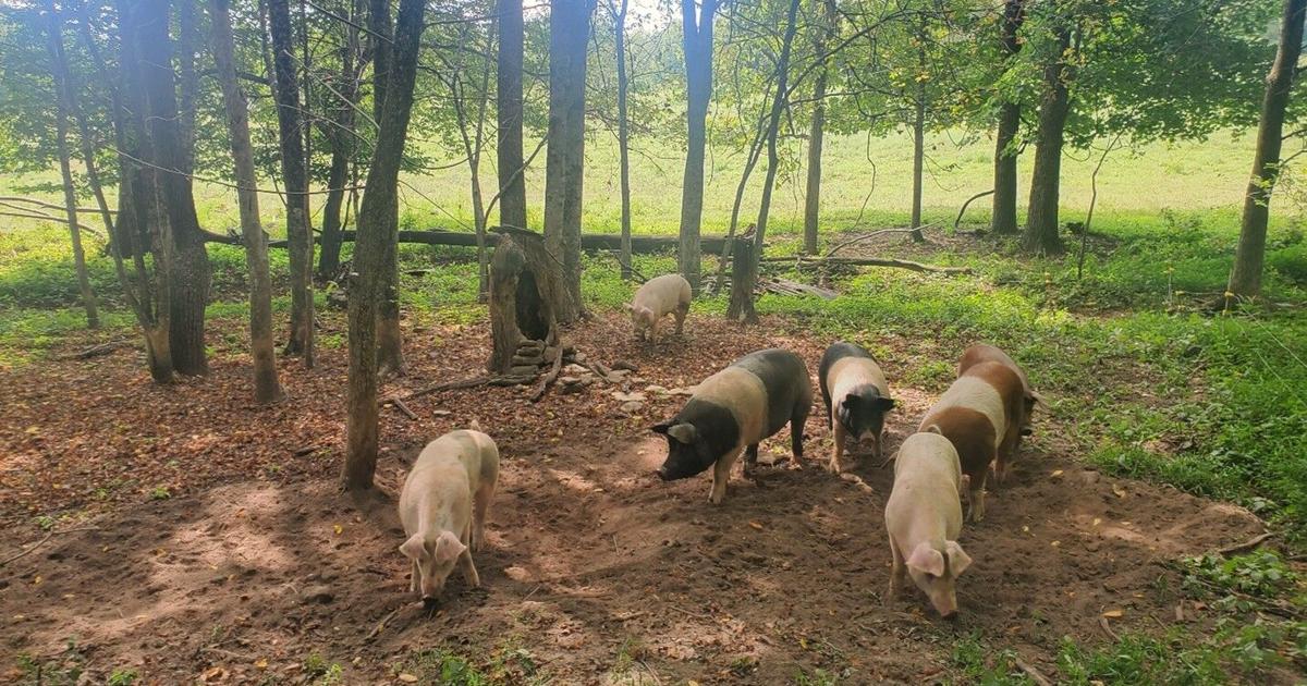 Infested Pig What’s Known About Parasites in Pigs Raised Outside | Livestock News ...