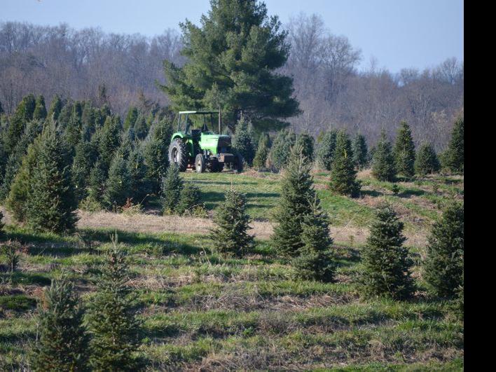 Christmas Trees Year Round Job At Sewell S Farm Southern Region Lancasterfarming Com