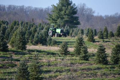 Christmas Trees Year Round Job At Sewell S Farm Southern Region Lancasterfarming Com