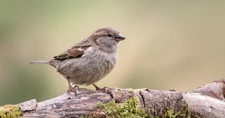 That Time She Got a Bird in Hand in Her House [Opinion]