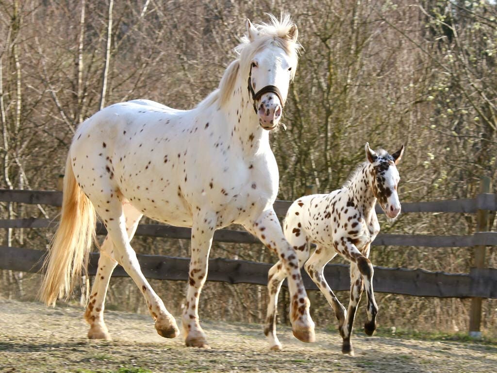 Appaloosa selling Mailbox