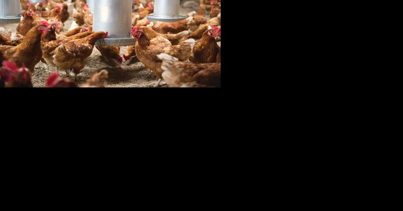 New Year Brings Hope for Animal Ag - Vimarsana News