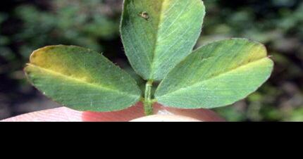Be on the Lookout for Potato Leafhopper in Alfalfa - Vimarsana News
