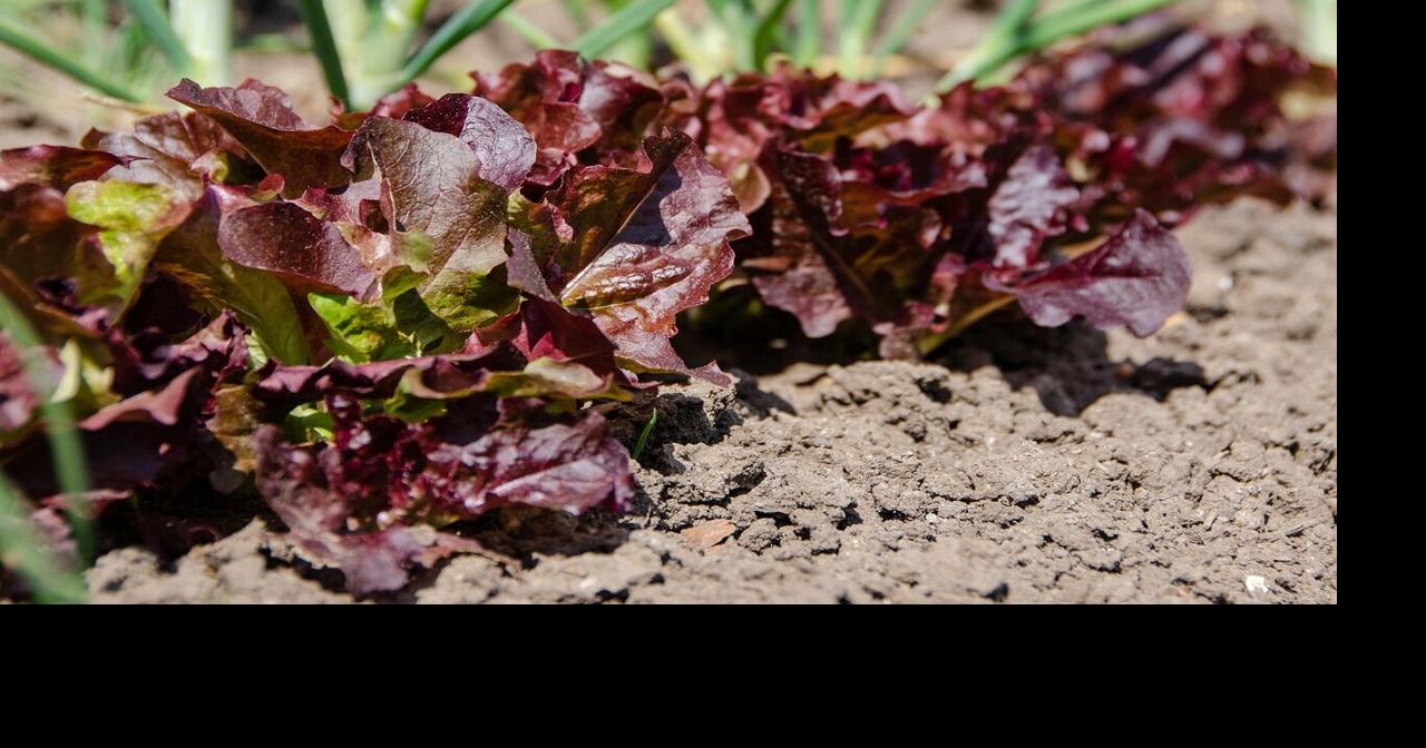 Troubleshoot Last Summer’s Vegetable Garden Problems Now For Success Next Year