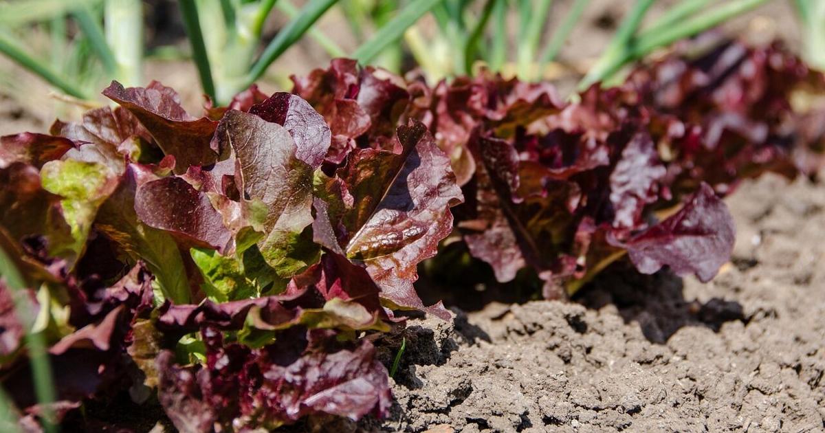 Troubleshoot Last Summer’s Vegetable Garden Problems Now For Success Next Year