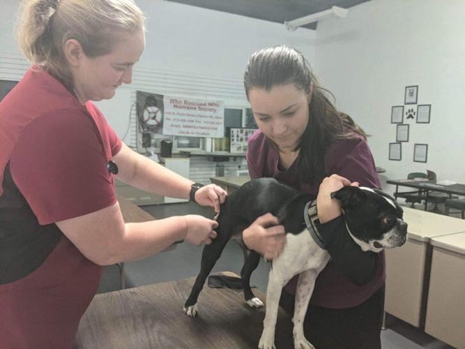 Veterinarian Dream of Working With Livestock Animals Farm and Rural Family Life