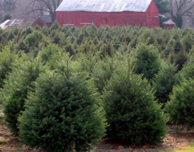 NJ Allays Lanternfly Christmas Tree Worries NJ Allays Lanternfly Christmas Tree Worries