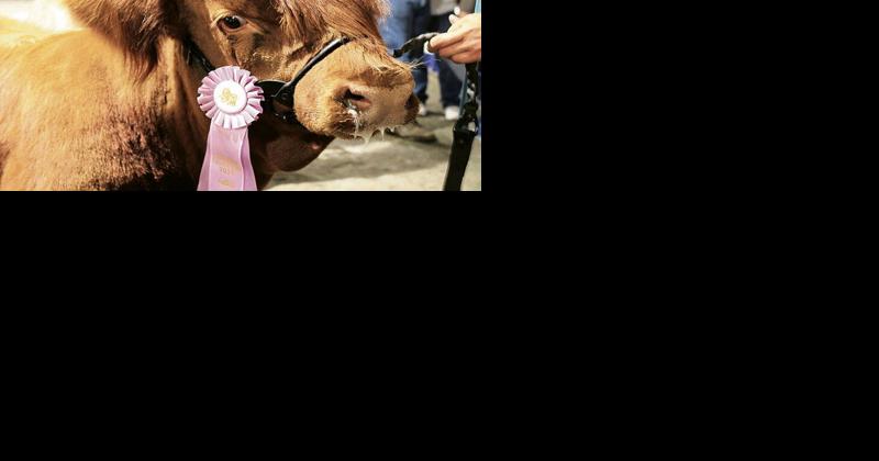 Highland Cattle the Right Breed for This Pennsylvania Farm Family - Vimarsana News