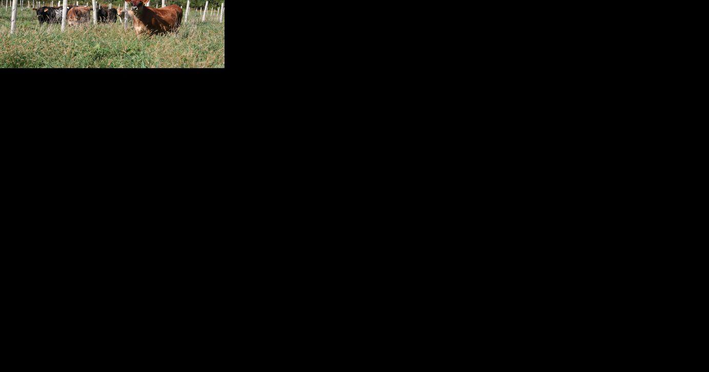 Seeing the Pasture for the Trees: Agroforestry Slowly Showing Promise in Pennsylvania - Vimarsana News