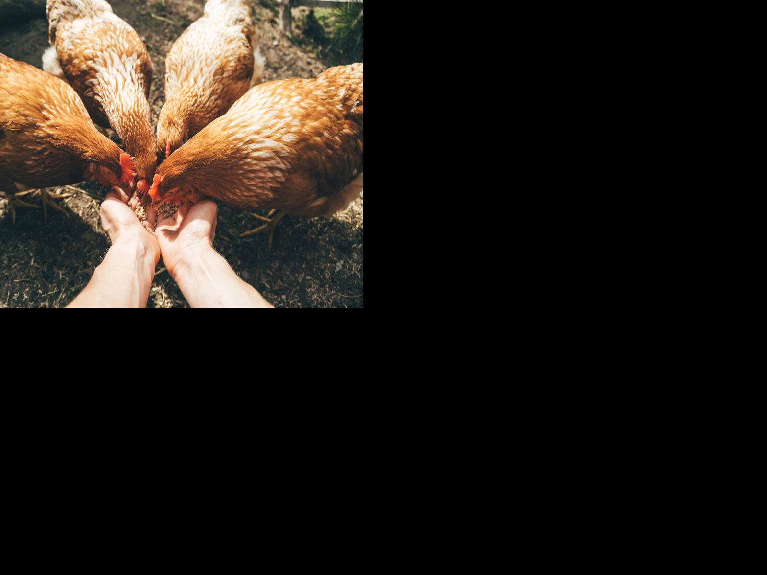  Engaging Youths in the Poultry Industry | Main Edition