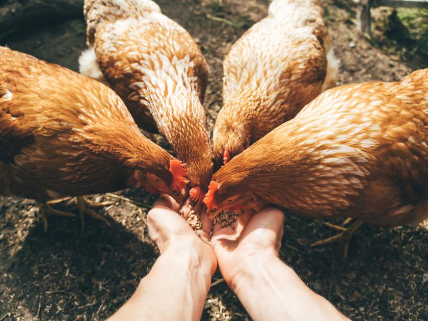 Engaging Youths in the Poultry Industry | Main Edition