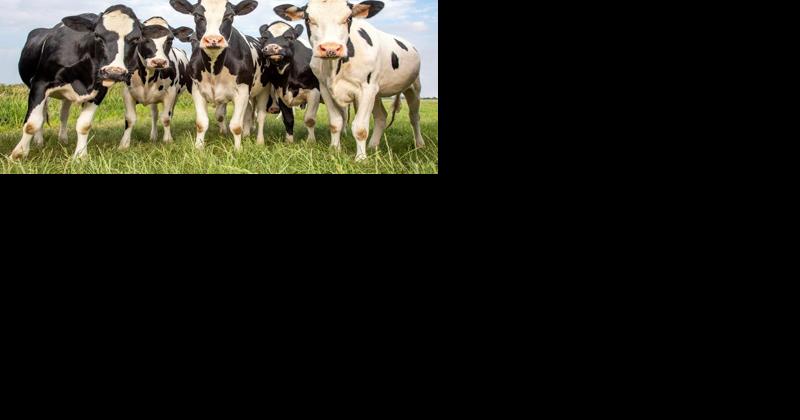 Why Is Risk Management Crucial for Dairy? Look at 2022 - Vimarsana News