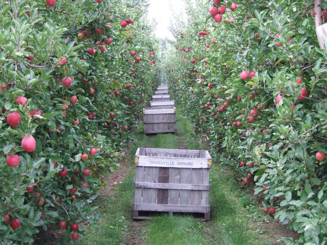 Cortland Apple 6 ft tree (Large) – East Hill Tree Farm