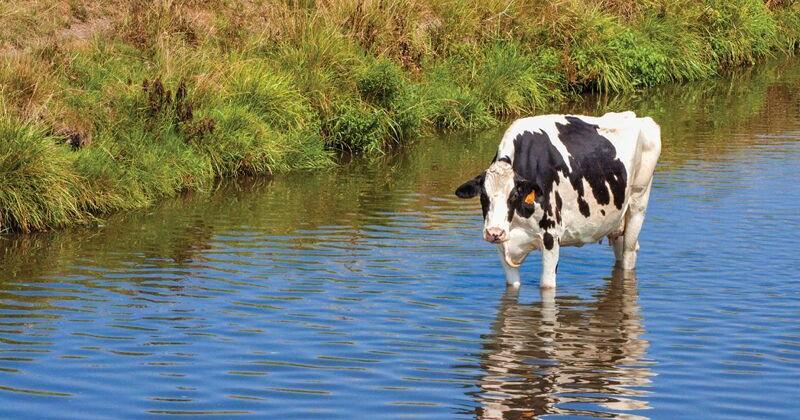 Fencing Livestock Out of Streams Is Next Front for Pennsylvania Water Regulations - Vimarsana News