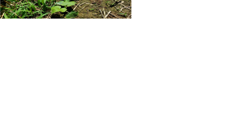Control Burcucumber While It's Still Small | Farming News - Vimarsana News