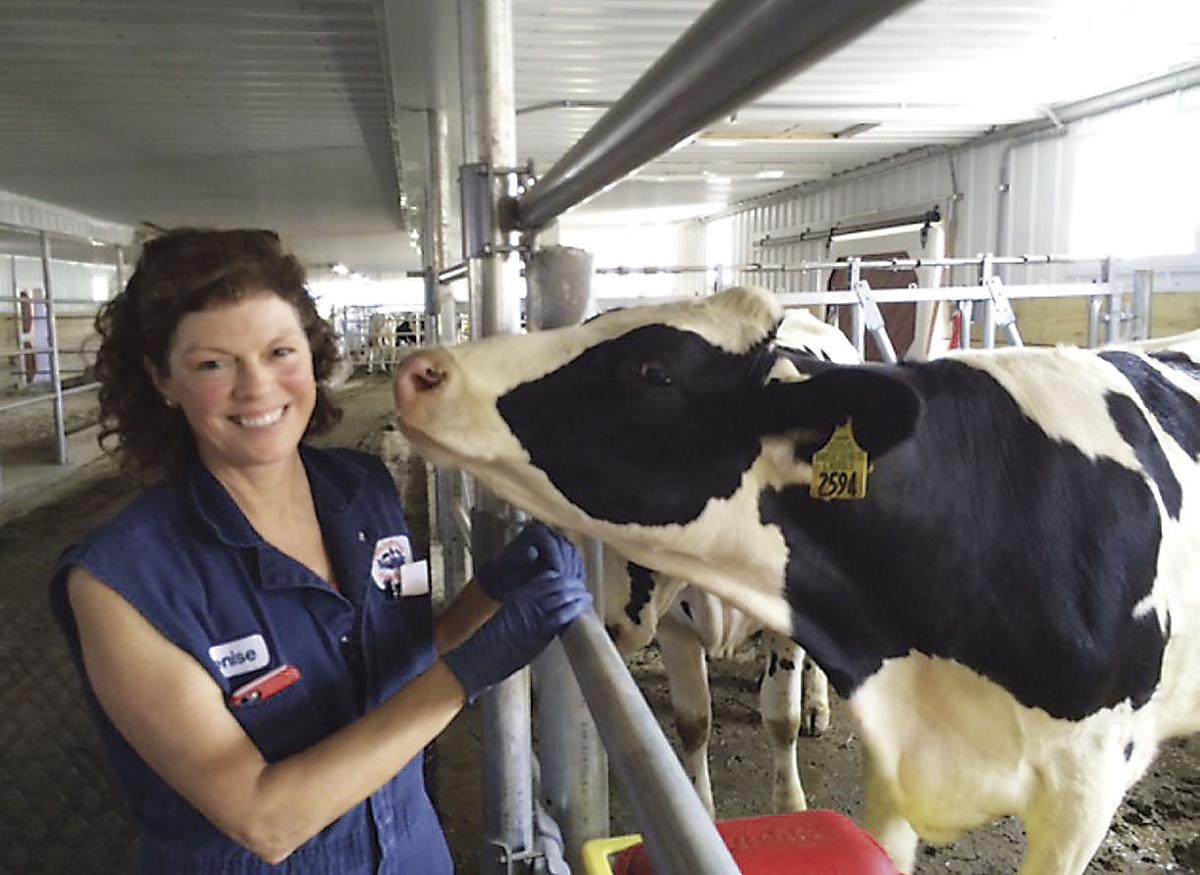An Ideal Comeback for New York Dairy Farm | Northern ...